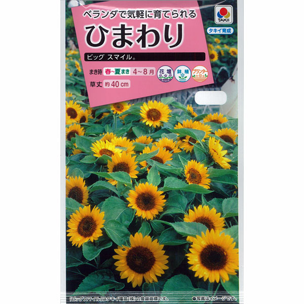 ヒマワリ：ビッグスマイル（矮性種） 2袋セット[タキイ 花タネ]