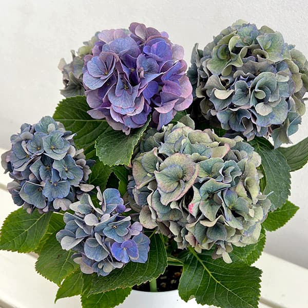 楽天市場】紫陽花 5号の通販