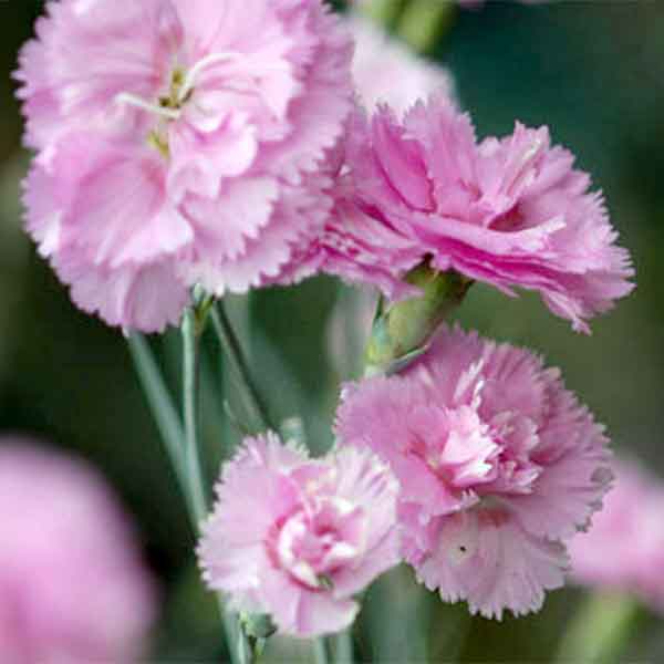夏に咲く原種カーネーション・エディブルフラワー・食用ハーブにハーブの苗/クローブピンク3号ポット* 6株セットクローブ・ピンクは撫子の仲間で、花にクローブ（丁子）の香りがあり、ドライポプリの材料になる多年草です。カーネーションの原種です。花は食用にでき、砂糖漬けにしたrい、サラダやスープに散らしたり、ワインビネガーの風味づけに利用できます。下部の白い部分は苦いので、取り除きます。学名Dianthus caryophyllus cv英名Clove Pink別名オランダセキ・チクジリ・フラワー・ソップス　イン　ワイン科名・属名ナデシコ科ナデシコ属分類耐寒性多年草原産地南ヨーロッパ、北アフリカ、インド 開花期7〜8月　草丈40〜50cm 日照日なた用途花壇、鉢植え利用部分花＜育てて楽しむ＞料理エディブルフラワー他ポプリ栽培方法：過湿を嫌うので排水性の良い土と日当たりの良い場所で育てます。花が咲いた後は半分に切り戻して下さい。夏場は半日陰で風通しの良いところで育てます。写真は成長時（開花時）のイメージですが、お届けの際は苗の状態です。お届け時の苗姿は個体差があります。表示の写真と異なる場合がございます。クローブピンク3号ポット* 6株セットの栽培ガイド11月のハーブのお手入れ10月のハーブのお手入れ9月のハーブのお手入れ8月のハーブのお手入れ28月のハーブのお手入れ7月のハーブのお手入れ12月のハーブのお手入れ2月の野菜・ハーブ類のお手入れ3月のハーブのお手入れ4月のハーブのお手入れ5月のハーブのお手入れ6月のハーブのお手入れ2ハーブの育て方エディブルフラワー（食べられる花）