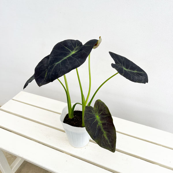 楽天市場】観葉植物 タロイモの通販