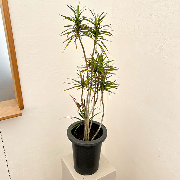 観葉植物/ドラセナ：コンシンネパメ...
