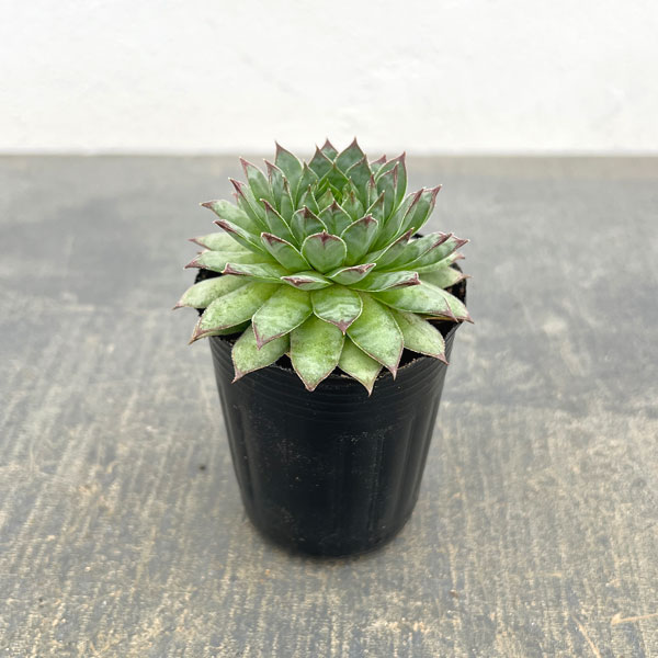 観葉植物/センペルビウム：アベルネ...
