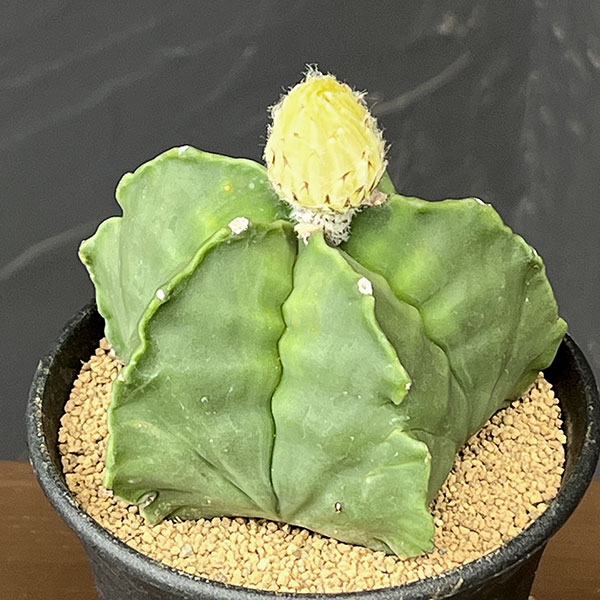 楽天市場】サボテン トゲ無し（カラーホワイト）（花・観葉植物｜花
