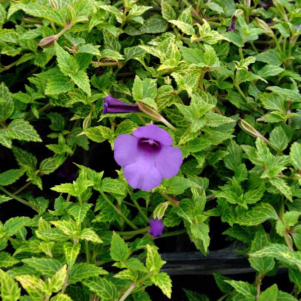 斑入り葉に鮮やかな青紫色の花・秋まで長く咲く！草花の苗/トレニア：コンカラー バリエガータ2.5-3号ポット暑さに強く開花期間が長い草花、トレニア。コンカラーはライムグリーンからイエローの明るい葉にくっきりと葉脈斑が入り、さわやかなブルーの花をたくさん咲かせる人気品種。葉色と花色の対比がとてもきれいです。花が無い季節もカラーリーフとして楽しめます。枝が枝垂れるように伸びて次々に開花します。一般的なトレニアよりも花は少なめですが、開花期間が非常に長く春から晩秋まで楽しめます。高温多湿に強く 生育も旺盛です。伸びすぎたら軽く刈り込めばわき芽が伸びてよりこんもりとした株姿になります。ハンギングバスケットやコンテナの前面、花壇やグランドカバーにもおすすめです。タイプ非耐寒性多年草和名夏菫 ナツスミレ開花期6〜10月草丈15〜20cm日照日向むき育て方：日当たり、風通しのよい場所で育てます。用土の表面が乾きはじめたら、タップリ水を与えてください。排水のよい用土に緩効性肥料を入れて植え付けます。冬は短く刈り込んで室内管理すれば翌年もまた楽しめます。写真は開花時のイメージですが、お届け時は苗の状態です。