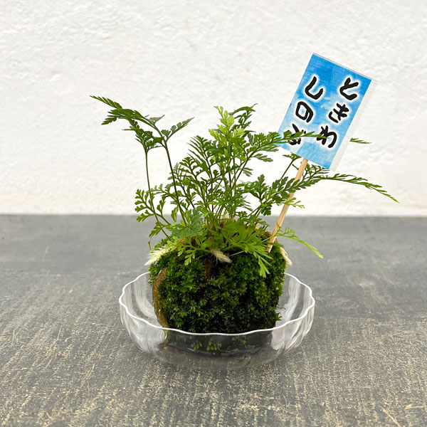 楽天市場】シノブ（盆栽｜花・観葉植物）：花・ガーデン・DIYの通販