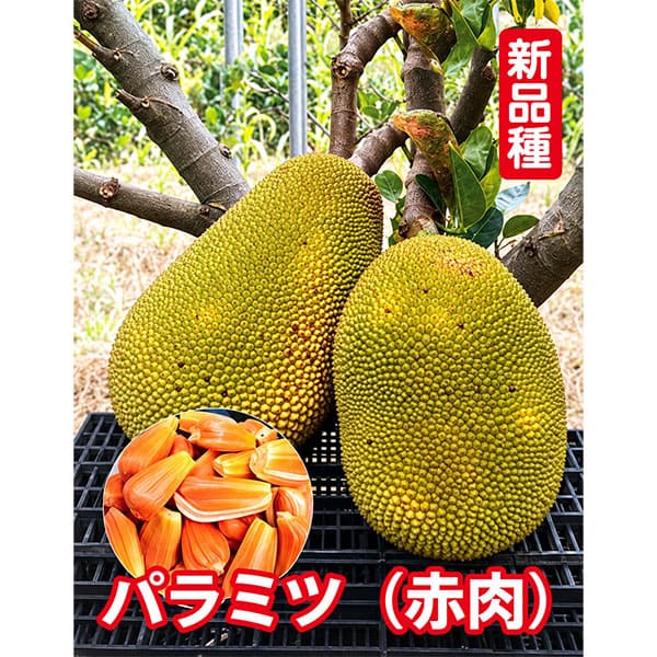 楽天市場】ジャック フルーツ パラミツの通販