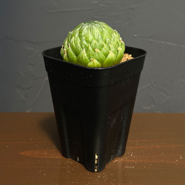 楽天市場】ハオルチア エメラルドの通販