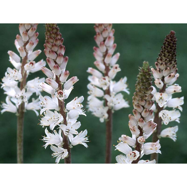 小型 4月-5月開花 南アフリカ原産 開花期間が長く珍しい球根植物球根/ラケナリア コンタミナータ3球セットラケナリアは南アフリカに自生するユリ科の球根植物。穂状の花を多数咲かせ、開花期間も1ヶ月以上と長いのが特徴です。花が上向きに咲くヒヤシンスタイプと下向きに咲くペンデュラスタイプがあります。コンタミナータは、強健な性質で良く分球します。ラケナリアの中でも珍しい白花種です。ラケナリアの中では晩生にあたり、4月中下旬頃から開花します。葉も特徴的で、一般的なラケナリアとは違い、細葉の多肉葉なのも魅力的です。学名： Lachenalia contaminata タイプ：キジカクシ（旧ユリ）科半耐寒性球根植物（関東以南なら露地で越冬可能）草丈：約30cm植え付け適期9-10月開花期：3月下旬〜4月下旬栽培方法：日当たりのよい場所で、有機質に富んだ砂混じりの土が最適です。よく耕した土に化学肥料等をまぜ、5〜10センチ間隔に、5〜8センチの深さで植えます。植付後すぐに過湿にすると球根が腐る事があるので、芽が動くまでは水やりを控えめにしてください。発芽後は水切れすると花が貧弱になったり色あせてしまいますので、冬もたっぷり水をやってください。数年は植えつけたままにできます。自然分球で増えていきます。花後堀り上げる場合は葉が枯れてから掘り上げ、半月程陰干しして冷暗所で保存します。写真は開花時のイメージです。★バラ球を無地袋に詰めた状態でお届けします。カラーラベルは付いていません★※球根の表皮が剥けていたり、細かな傷がある場合があります。また、9月に芽が出始めるため、お届け時に芽が伸びている場合がありますが、生育には支障ありません。ラケナリア コンタミナータ3球セットの栽培ガイド秋植え球根のダブルデッカー植え球根の植付け秋植え球根