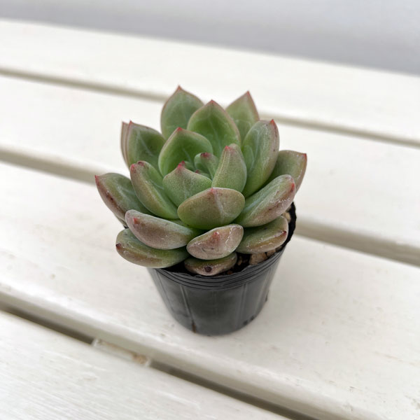 観葉植物/エケベリア：シャンパーニュ 2号ポット