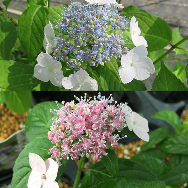 花木 庭木の苗/ヤマアジサイ：ヤクシマアマチャ（屋久島甘茶）4号ポット