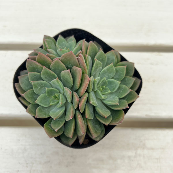 観葉植物/エケベリア：エメラルドリップ 3号ポット