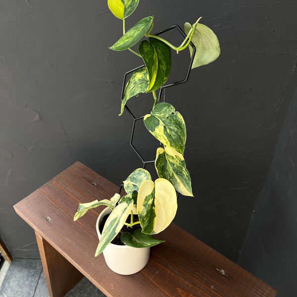 観葉植物/スキンダプサス：ジェイドサテンバリエガータ 3.5号ポット