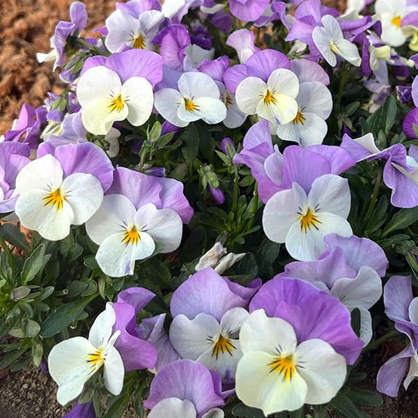 びおら様ご依頼品 計9苗 楽天市場】ビオラ ももか苗の通販