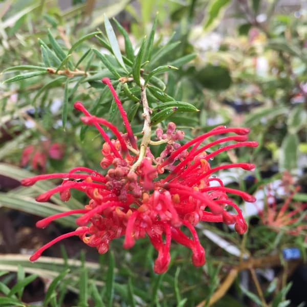 楽天市場】苗 グレビレア ロビンゴードンの通販