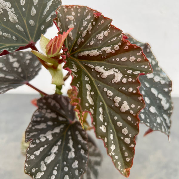 専用❣️Begonia 3点　ご予約品 Begonia Kit jeans ベゴニア キットジーンズ 🔋 葉身の付け根が二箇所