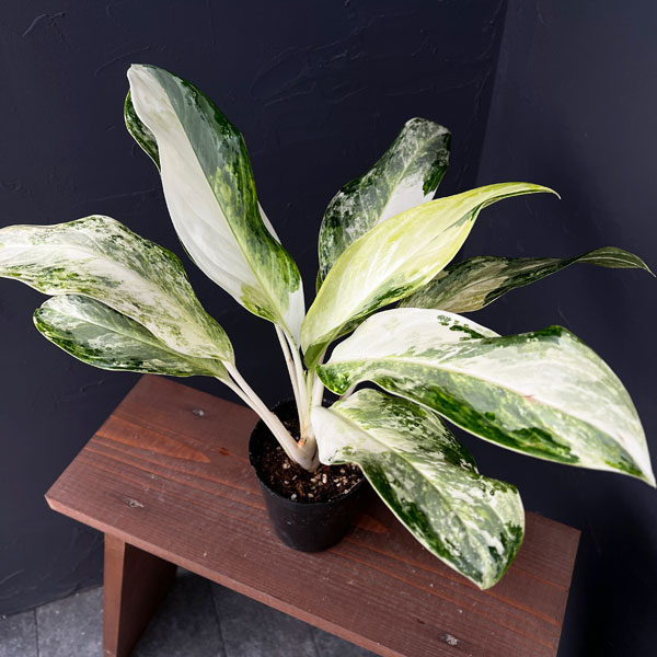 観葉植物/アグラオネマ：ゴールデンベイ 3.5号ポット