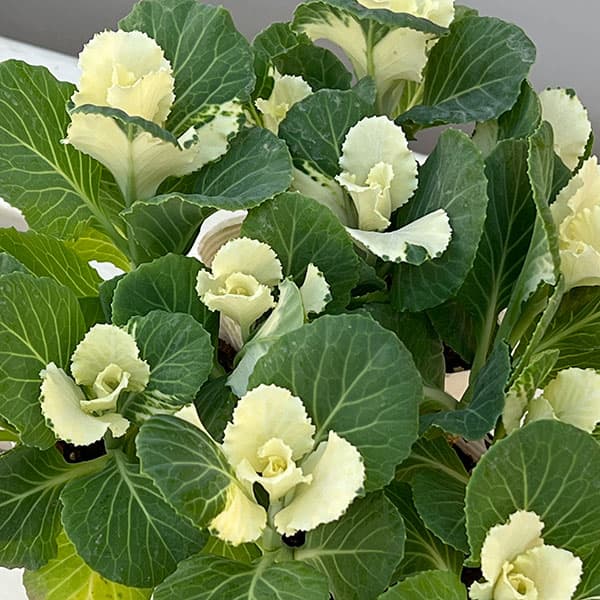 草花の苗/ハボタン：ピュアノエル・ブーケ3号ポット