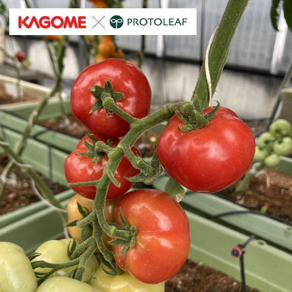 超うす皮 カゴメKAGOME New！野菜の苗/トマト（中玉）：中玉ぷるるん(R)自根苗3号ポットカゴメの家庭園芸用トマトの苗です。カゴメが保有する約7500種類のトマト種子から独自に開発した、家庭園芸でも育てやすい品種です。簡単に育てられて初心者でもおいしく、楽しく栽培できる品種を厳選しました。生食でも加工しても、おいしい品種を選びました。「中玉ぷるるん(R)」は皮が薄く、口の中の皮残りが少ないミディタイプのトマトです。節間がやや短く、比較的コンパクトに栽培できます。科名ナス科の非耐寒性1年草果重約40g前後栽培適性畑、プランタ・鉢栽培土の量プランタ・鉢の場合、多めの土（15-20L以上）での栽培がおすすめ。水やり土の表面が乾いてきたら1日1回（夏場なら2〜3回）根元にたっぷりの水を与えます。土の湿りすぎ、乾きすぎに注意します。支柱必要芽かき必要追肥樹勢をみながら追肥を行います。目安は、第1段花房の着果後、2-3週間に1度の割合で液体肥料や化成肥料を与えます。葉の色が薄い特徴があります。肥料欠乏ではありませんので、肥料の与え過ぎには注意しましょう。※「カゴメトマトの土」での栽培時は、第5段花房まで追肥不要です。病害虫防除疫病、うどんこ病、アブラムシ、ハモグリバエに注意しましょう。その他若干生育が遅く、暑さ・寒さに弱い傾向があります。条件の良いところ（日当たり・温度）での栽培をおすすめします。皮がとても薄いので、果実をそっと収穫してください。形が楕円形になることがあります。写真は成長時のイメージですが、お届けの際は苗の状態です。成長が早い品種のため、お届け時の苗姿は画像より伸びた状態となる場合があります。また、房の長さ、実の大きさ、収穫量、収穫期間などは育て方、栽培エリア、毎年の気候などで変動します。植物全体がうす皮のため、茎葉の色味も薄く見える特徴があります。詳しくはカゴメのトマトの育て方（鉢・プランター 栽培の場合）をご覧ください。詳しくはカゴメのトマトの育て方（畑・地植えの 場合）をご覧ください。トマト（中玉）：中玉ぷるるん(R)自根苗3号ポットの栽培ガイドカゴメの家庭園芸シリーズ　-KAGOME-カゴメのトマトの育て方（非芯止まり品種・畑・地植えの 場合）-KAGOME-カゴメのトマトの育て方（非芯止まり品種・鉢・プランター 栽培の場合）-KAGOME-