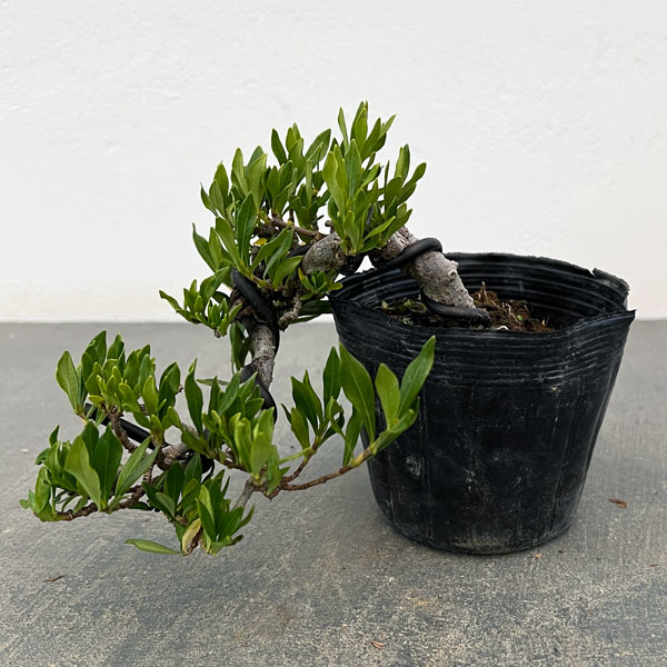 山野草の苗/クチナシ：一寸法師（懸崖仕立て）3号ポット25-02