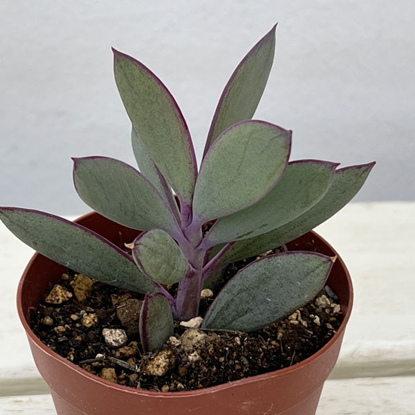 観葉植物/セネシオ：クラシハマタ2...