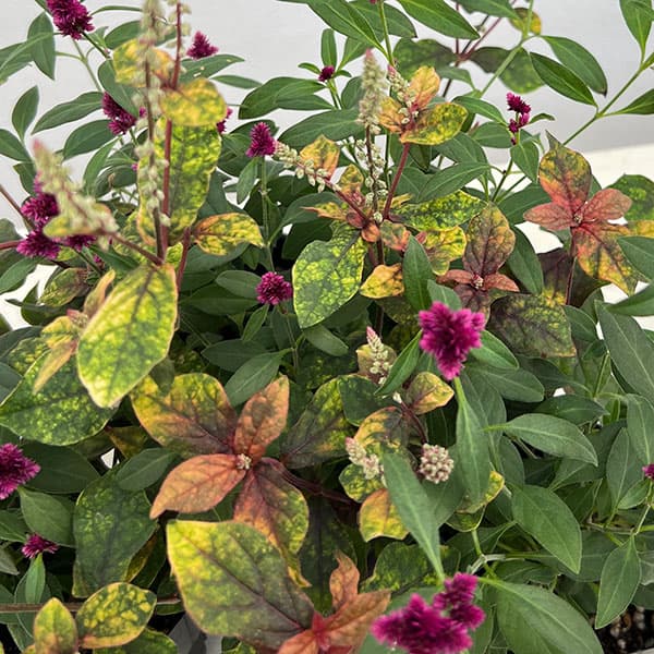 草花の苗/[送料無料]（わけあり特価）アルテルナンセラ千紅花火とマーブルクイーンの寄せ植え3号ポット 12株セット