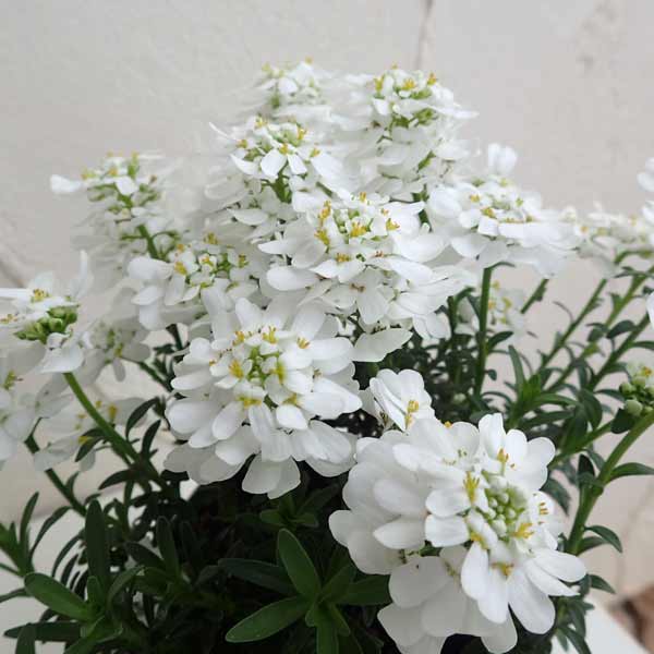 草花の苗/[送料無料]イベリス：ブライダルブーケ2.5号ポット 12株セット