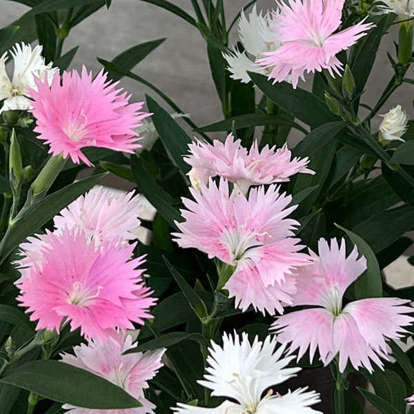 草花の苗/[送料無料]（わけあり特価）ダイアンサス：スープラ・ピンク3.5号ポット 12株セット