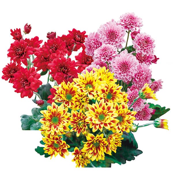 Rakuten - 草花の苗/手間なし菊苗：7月咲き変わり菊3種3株植え（なつみ・夏ざくら・昴）4号ポット