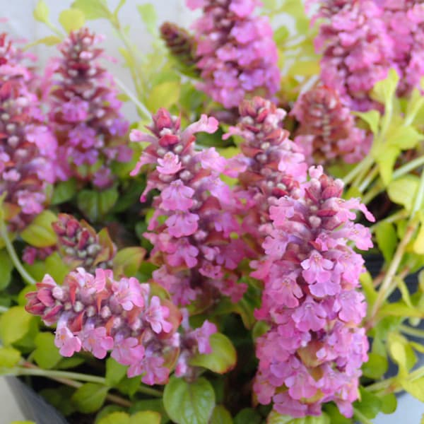 [送料無料]アジュガ：ゴールドライ...