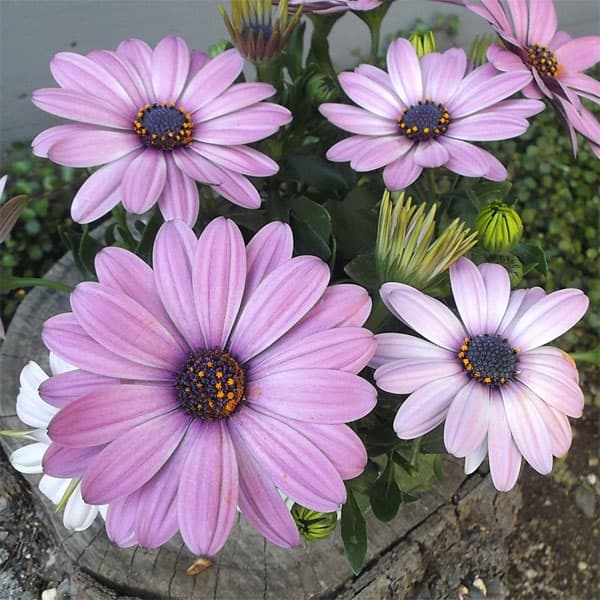 オステオスペルマム：セレニティ ピンクロマンス5号鉢植え