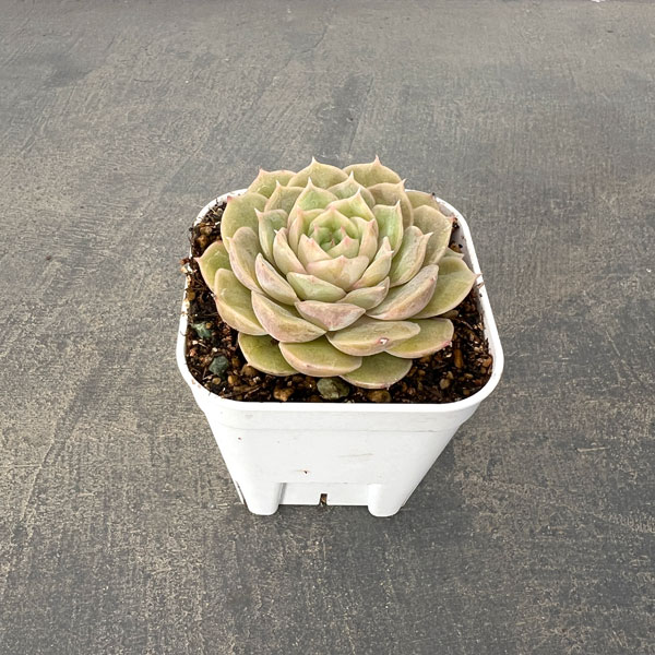 楽天市場】エケベリア 5号の通販