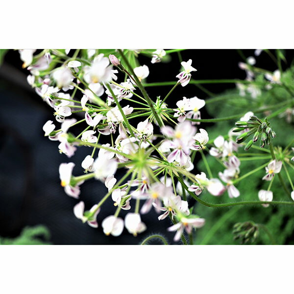 観葉植物/ペラルゴニウム：トリステ 4号鉢植え