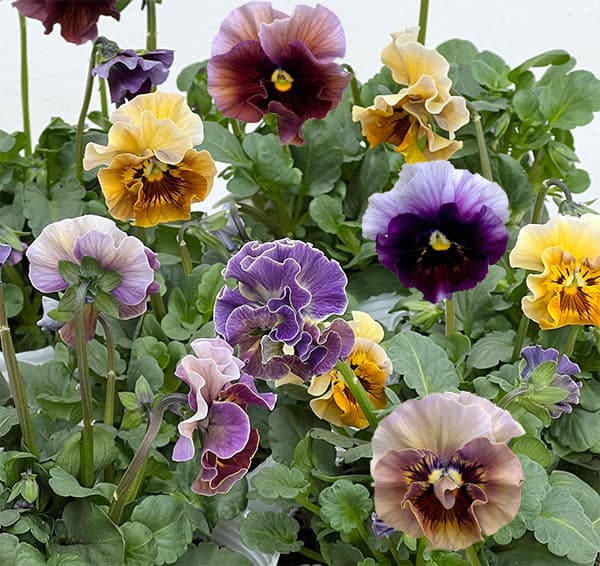 楽天市場】パンジー アントワネットの通販