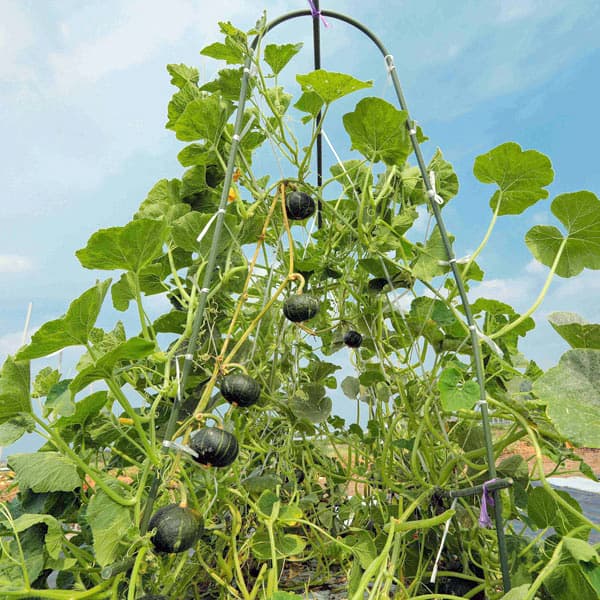 少スペースで栽培可能なミニカボチャ カネコ種苗野菜の苗/[送料無料]カボチャ：パンプキッズ自根苗3.5号ポット 20株セット果実は500g前後で、果形の安定性が高いです。果皮は黒緑色で、細いストライプが入ります。肉質は極粉質で、果肉は濃黄色です。着果性が高く、収量性に優れます。節間が短いので少ない面積で栽培可能です。タイプ：ウリ科カボチャ属日照：日当たり育て方：着果性が極めて高いので、元肥は多めに施用してください。株間は60-70cmとし、節間が短いため畝間はやや狭く2.5-3mとします。子蔓仕立ても可能ですが、着果が極めて安定しているので放任栽培も十分可能です。低節位での品質低下が少ないので、摘果の必要はありません。開花後45日位から収穫できますが、完熟に心がけ、未熟果での収穫は避けてください。写真は成長時のイメージですが、お届けの際は苗の状態です。下葉が傷んだ状態となっている場合があります。※果重、収穫数は保証ではありません。日当たりのよい畑栽培での目安です。栽培環境により変動します。※撮影資材などは含まれておりません。■お届け地域について　　　・北海道、沖縄、離島へのお届けは、追加送料（実費）をいただきます。　[送料無料]カボチャ：パンプキッズ自根苗3.5号ポット 20株セットの栽培ガイド野菜：かぼちゃの育て方
