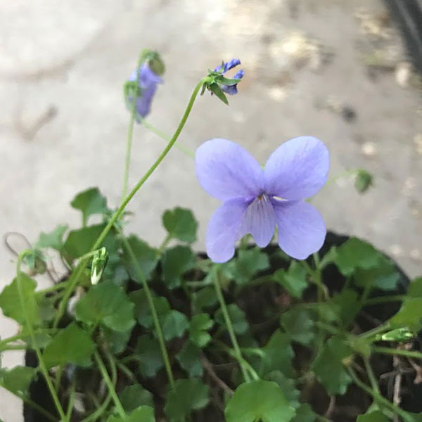 山野草の苗/スミレ：バンクシィ ベイビーブルー2.5号ポット