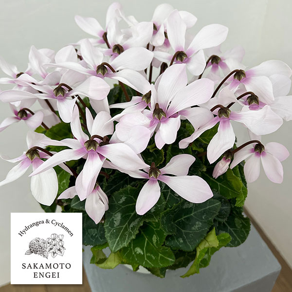 シクラメン：オートジャイロ（25-05）5号鉢植え【現品販売】