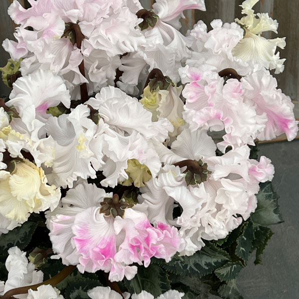 シクラメン：さかもと園芸さん試作株 ホワイトピンク系（25-07）5号鉢植え