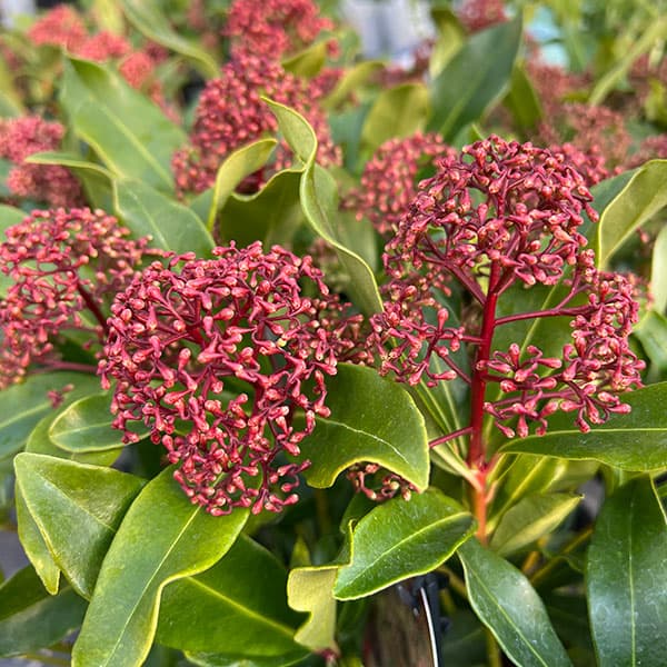 楽天市場】スキミアの通販