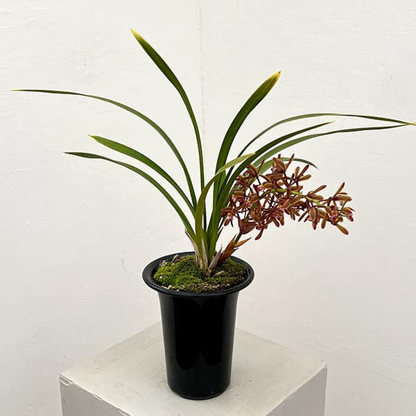 山野草の苗/東洋蘭：金稜辺（キンリョウヘン）常盤錦（トキワニシキ）4号鉢植え