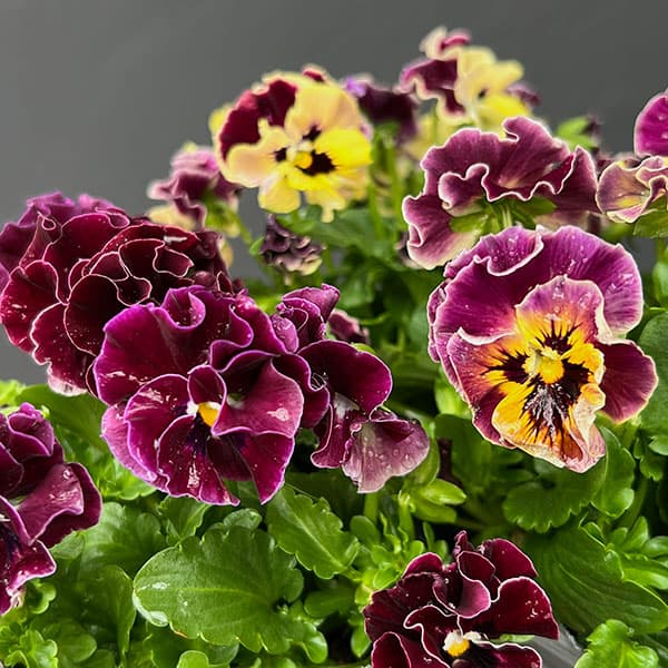 草花の苗/[送料無料]春待ちビオラ MSKガーデン小輪フリンジパンジー：ミューズ スカーレットバイカラーアソート3号ポット 24株セット