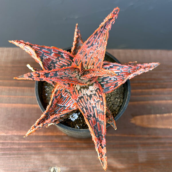 観葉植物/アロエ：オリジナルハイブリット 3号鉢植え25-08