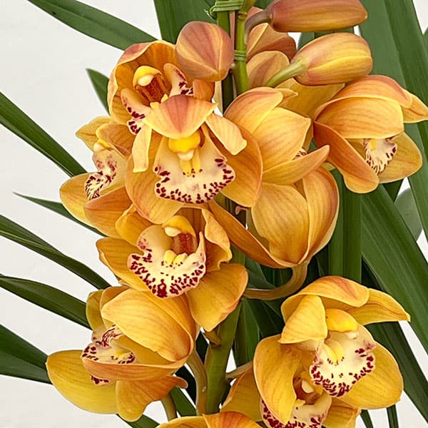 テーブルシンビジウム：打出の小槌2本立ち 5号鉢植え（皿付き）