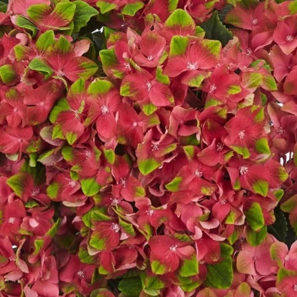 花木 庭木の苗/（わけあり特価）アジサイ：グロッシーリップス4号鉢植え