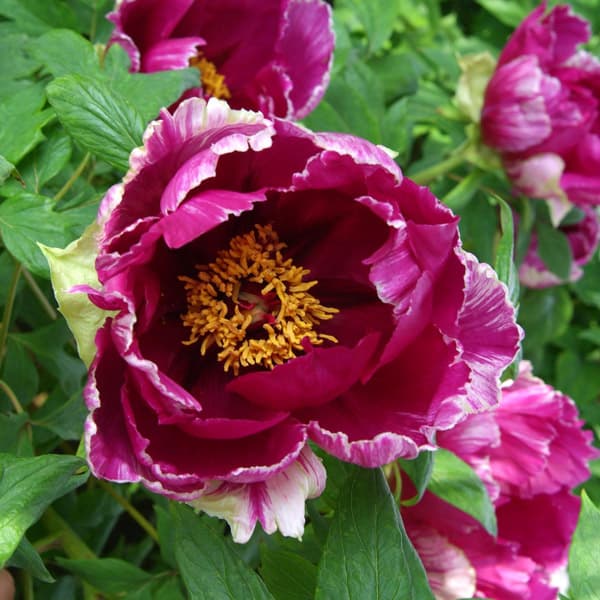 花木 庭木の苗/（わけあり特価）牡丹（ぼたん）：黒竜錦（こくりゅうにしき）3年生苗6号ポット