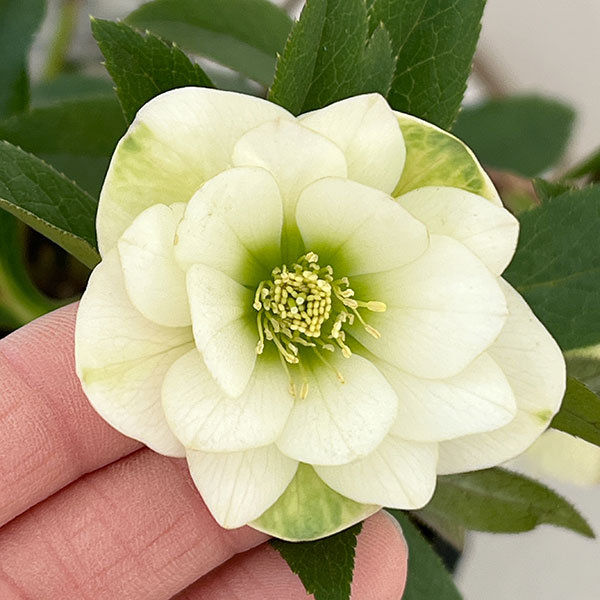 楽天市場】クリスマスローズ 小輪の通販