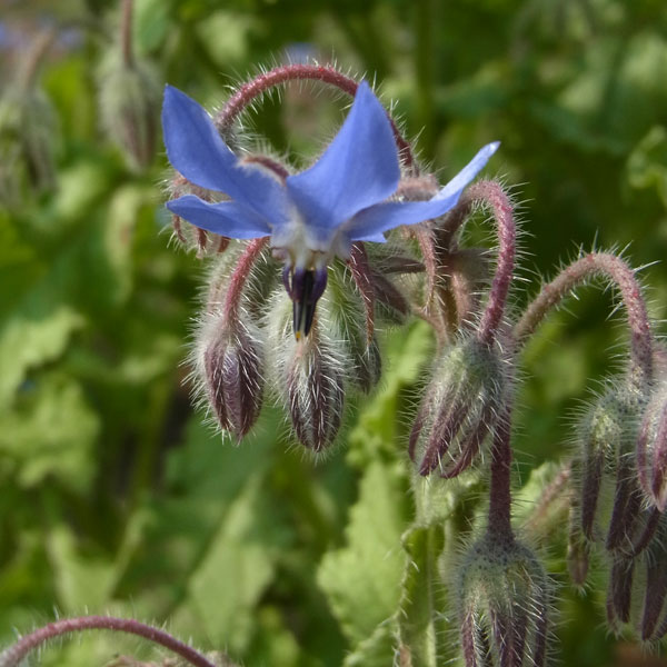 ハーブの苗/[送料無料]ボリジ ブルー3～3.5号ポット 24株セット