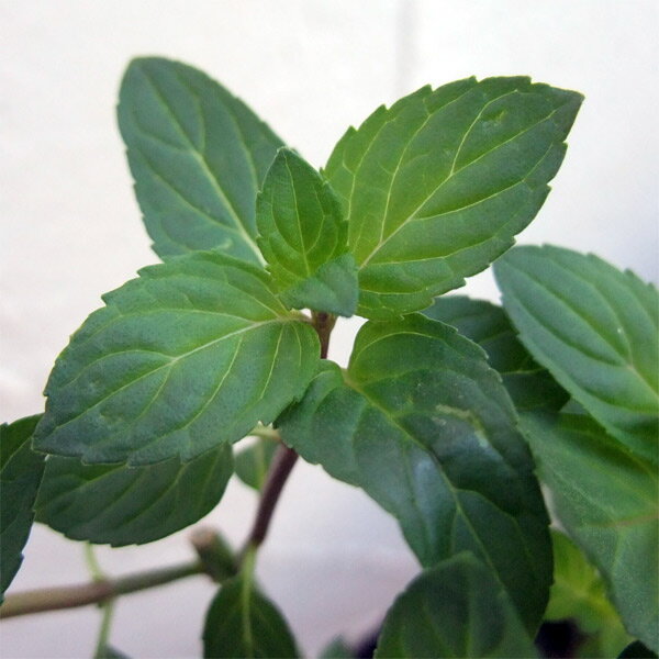 ハーブの苗/ミント：クールミント3号ポット 6株セット