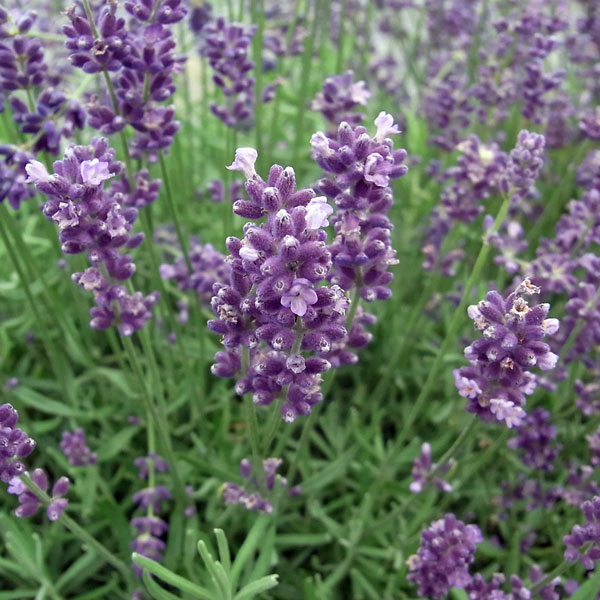 ハーブの苗/ラベンダー（イングリッシュ）：ヒドコート（ブルー）3号ポット 12株セット