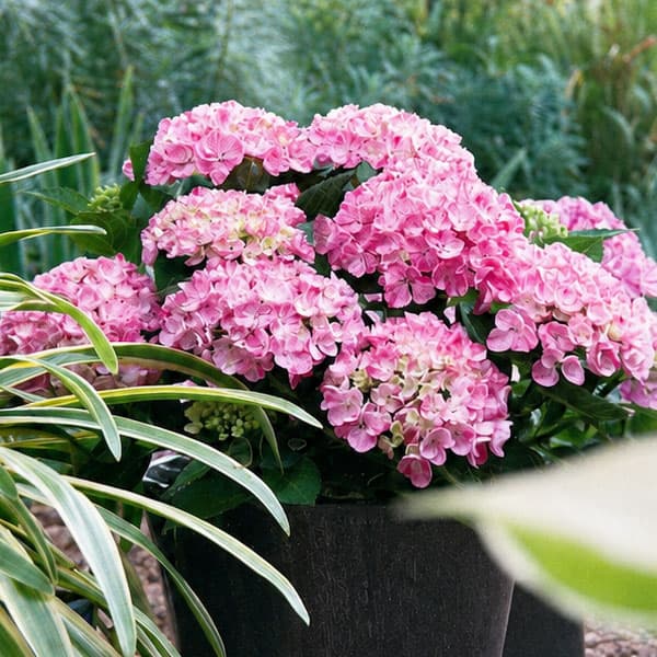 楽天市場】あじさい 鉢植え 7号の通販