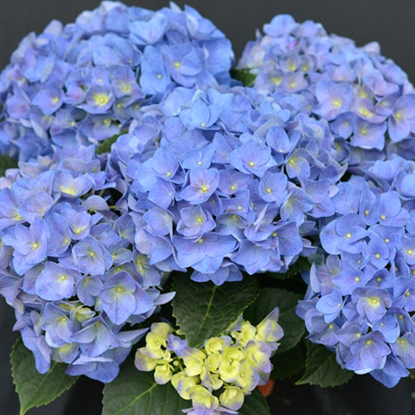 花木 庭木の苗/アジサイ：ジップ3.5号ポット